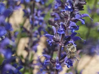 Salvia pratensis